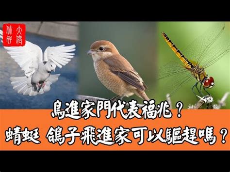 蜻蜓來家裡|【家裡出現蜻蜓代表什麼】家中突現蜻蜓，好兆頭還是警訊？